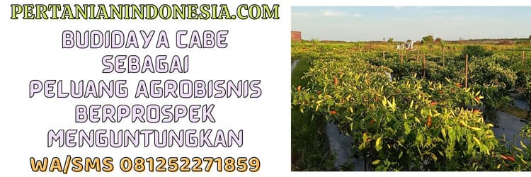 budidaya,cabe,budidaya cabe,agrobisnis,agribisnis
